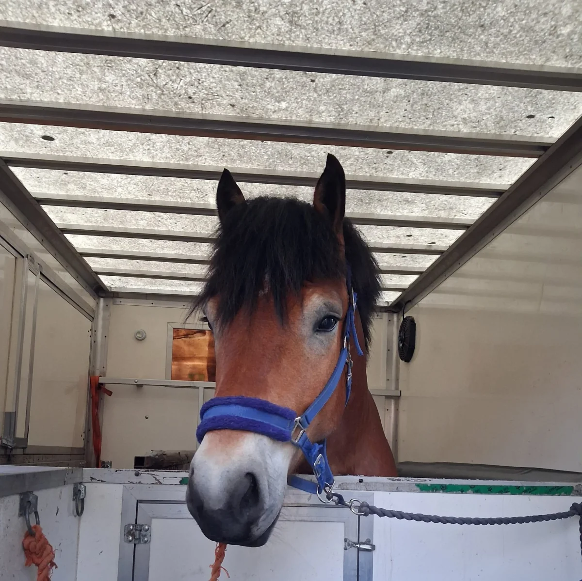 Brun häst tittar fram inifrån hästtransporten